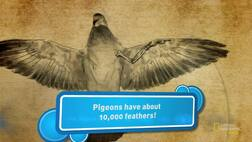 Video on pigeons, available from Learn360